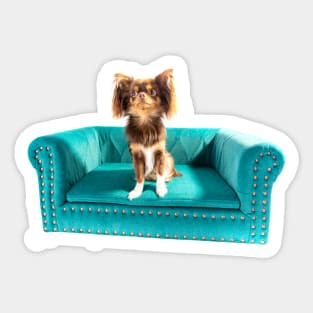 Eva The Chihuahua On Her Special Settee Sticker